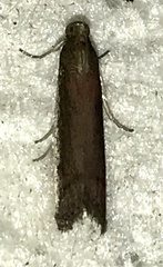 Tampa dimediatella