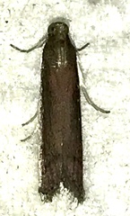 Tampa dimediatella
