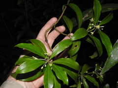 Tasmannia insipida