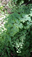 Adiantum digitatum