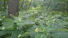 Impatiens parviflora