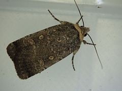 Abagrotis duanca