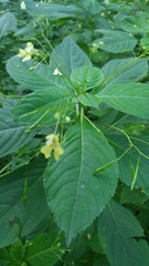 Impatiens parviflora