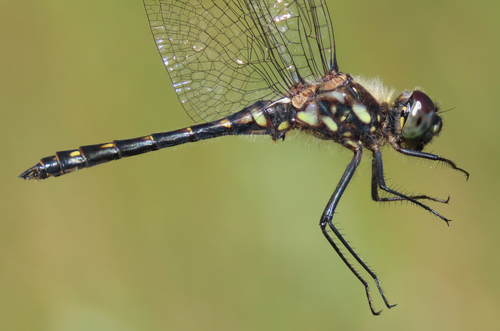 Black Meadowhawk