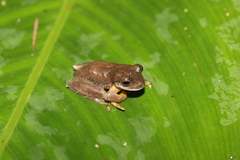 Ptychohyla hypomykter