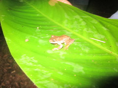 Ptychohyla hypomykter