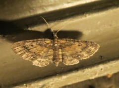 Eupithecia palpata