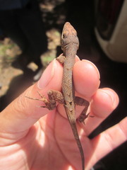 Anolis mccraniei