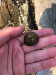 Tegula montereyi