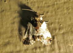 Cerma cerintha
