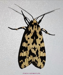 Eucereon tigrata