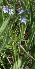 Veronica austriaca jacquinii