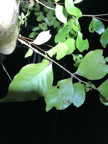 Image of Scrub Ironwood (Gossia acmenoides) by (c) Greg Tasney, some rights reserved (CC BY-SA)