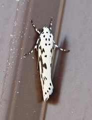 Ethmia candidella