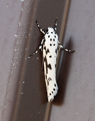 Ethmia candidella