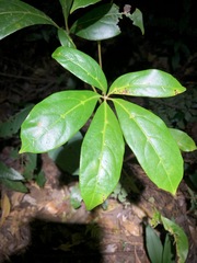 Cissus sterculiifolia