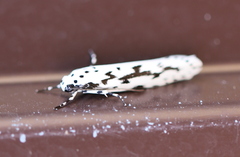 Ethmia candidella
