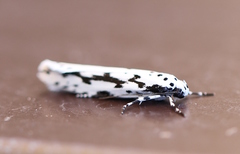 Ethmia candidella