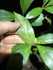 Cissus sterculiifolia