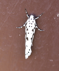 Ethmia candidella