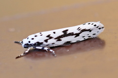 Ethmia candidella