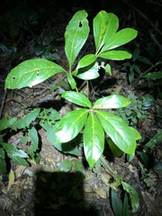 Cissus sterculiifolia