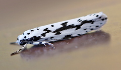 Ethmia candidella