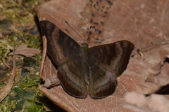 Emesis saturata