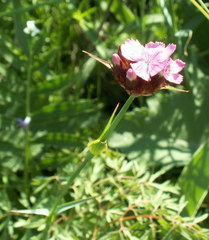 Dianthus andrzejowskianus