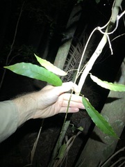 Carronia multisepalea