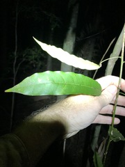 Carronia multisepalea