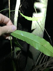 Carronia multisepalea