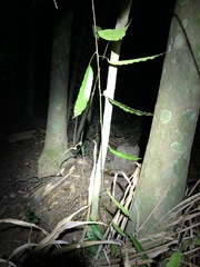 Carronia multisepalea