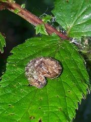 Tenthredo ferruginea