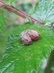 Tenthredo ferruginea