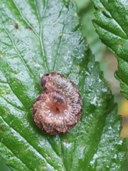 Tenthredo ferruginea