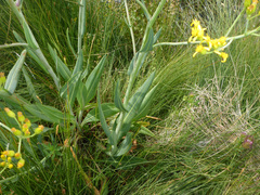 Senecio hydrophilus
