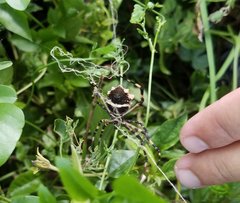 Argiope argentata image