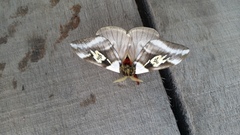 Dirphiopsis schreiteri