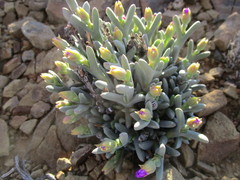 Ruschia dejagerae