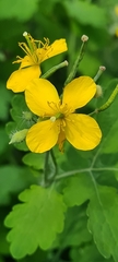 Chelidonium majus