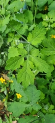 Chelidonium majus