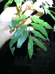 Syzygium floribundum