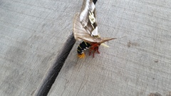 Dirphiopsis schreiteri