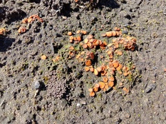 Anthracobia muelleri