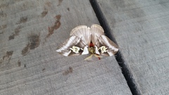 Dirphiopsis schreiteri