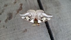 Dirphiopsis schreiteri