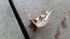 Dirphiopsis schreiteri