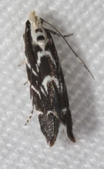 Aristotelia hexacopa