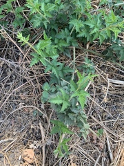 Rubus ursinus macropetalus